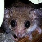 Исчезнувших шесть тысяч лет назад животных нашли живыми в одной стране