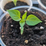 Почему падает рассада перцев